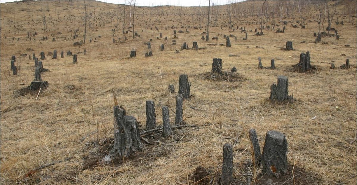 Огтолсон модныхоо оронд ойд мод тарих: Архангайд хэрэгжиж буй шинэ арга хэмжээ