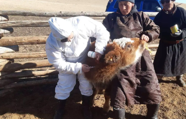 Мал, амьтны шүлхий өвчний SAT-1 хэвшлийн дэгдэлтийн эсрэг хариу арга хэмжээг хэрэгжүүлж байна