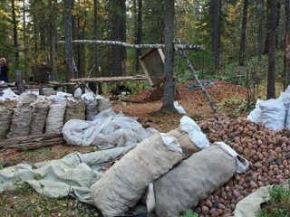 Самрын нөөц бага байгаа тул түүж, бэлтгэхийг хориглолоо