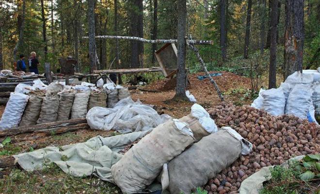 Самрын нөөц бага байгаа тул түүж, бэлтгэхийг хориглолоо