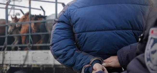 Олон удаагийн үйлдлээр мал хулгайлсан бүлэг этгээдийг илрүүлжээ
