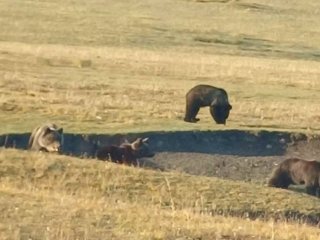 Суурьшлийн бүс рүү баавгай орж ирсэн 80 орчим тохиолдол бүртгэгдээд байна