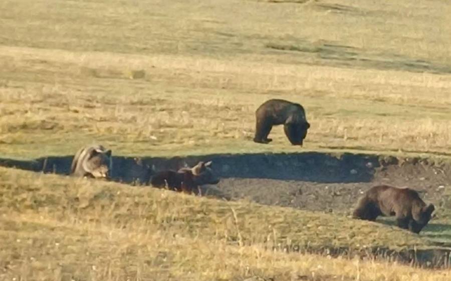 Суурьшлийн бүс рүү баавгай орж ирсэн 80 орчим тохиолдол бүртгэгдээд байна