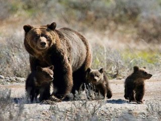 Б.Хандармаа: Өлссөн бамбаруушийг шууд устгах нь шийдэл биш