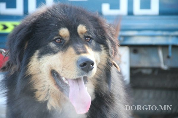 “Монгол нохой” үзэсгэлэн болов